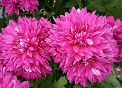 Oryginalny obrazek