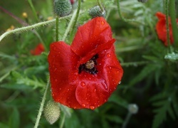 Oryginalny obrazek