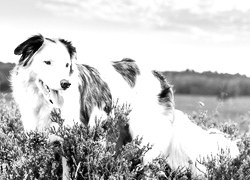 Szary + Sepia