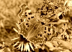 Sepia