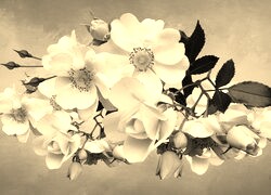 Szary + Sepia