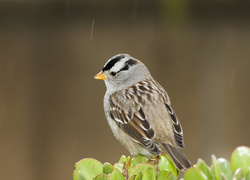 Oryginalny obrazek