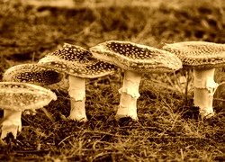 Sepia