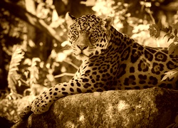 Sepia