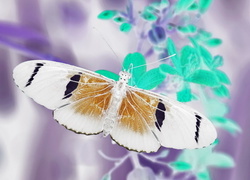 Negatyw