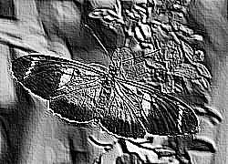 Skamielina