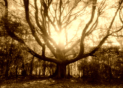 Sepia