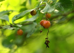 Oryginalny obrazek