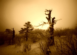 Sepia