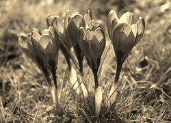 Szary + Sepia