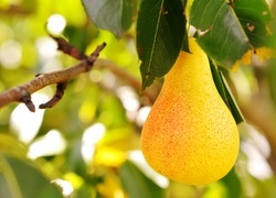 Oryginalny obrazek