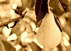 Sepia