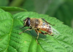 Oryginalny obrazek
