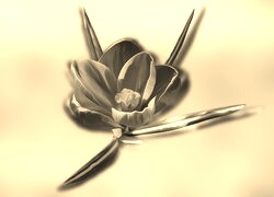 Szary + Sepia