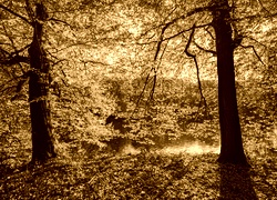 Sepia