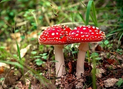 Oryginalny obrazek