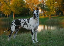 Oryginalny obrazek