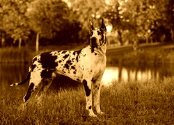 Sepia