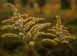 Oryginalny obrazek