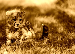 Sepia