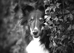 Szary + Sepia