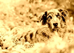 Sepia