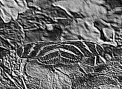 Skamielina