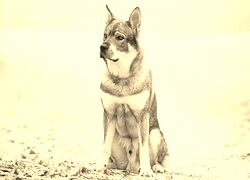 Szary + Sepia