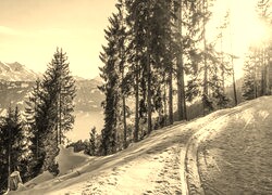 Szary + Sepia