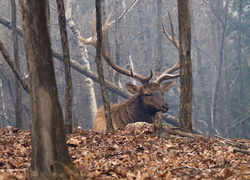 Oryginalny obrazek