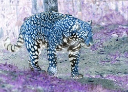 Negatyw