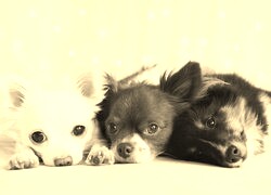 Szary + Sepia