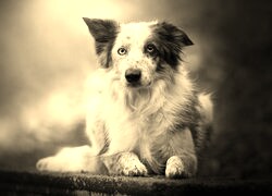 Szary + Sepia
