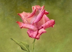 Oryginalny obrazek
