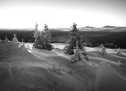 Szary + Sepia