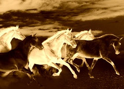 Sepia + Negatyw