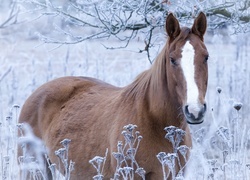 Oryginalny obrazek