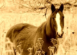 Sepia