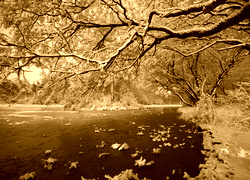Sepia