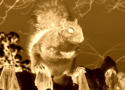 Sepia + Negatyw