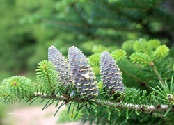 Oryginalny obrazek
