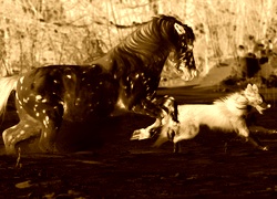Sepia + Negatyw
