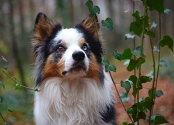 Oryginalny obrazek