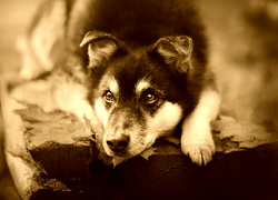 Sepia
