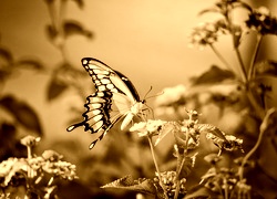 Sepia