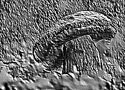 Skamielina