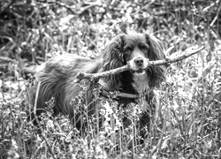 Szary + Sepia