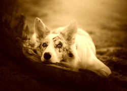 Sepia