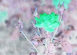 Negatyw