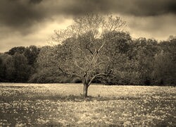 Szary + Sepia